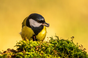 Kohlmeise im Herbst auf einem Ast / Vogel