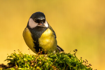Kohlmeise im Herbst auf einem Ast / Vogel
