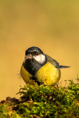 Kohlmeise im Herbst auf einem Ast / Vogel