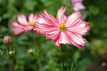 Obraz premium Crimson and pink with white stripes, Cosmos bipinnatus ‘Velouette’ in flower.