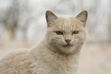 British shorthair cat
Cat breed
Breed of domestic cat. In the FIFe and WCF classifications it belongs to the shorthair category.