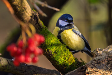 Kohlmeise im Herbst auf einem Ast / Vogel