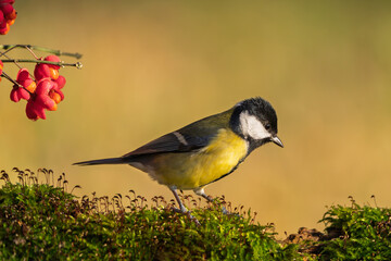 Kohlmeise im Herbst auf einem Ast / Vogel