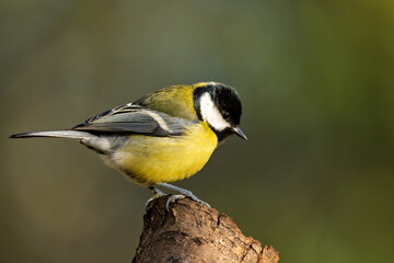 Kohlmeise im Herbst auf einem Ast / Vogel