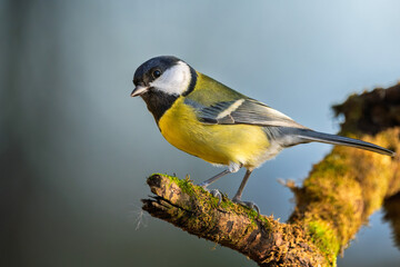 Kohlmeise im Herbst auf einem Ast / Vogel