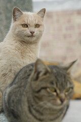 British shorthair cat
Cat breed
Breed of domestic cat. In the FIFe and WCF classifications it belongs to the shorthair category.