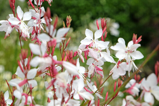White Oenothera lindheimeri, or gaura &lsquo;Whirling Butterflies&rsquo; in flower..