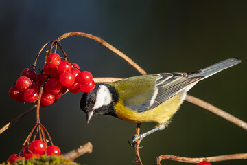 Kohlmeise im Herbst auf einem Ast mit roten Früchten / Vogel