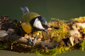 Kohlmeise im Herbst auf einem Ast / Vogel