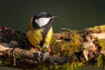 Kohlmeise im Herbst auf einem Ast / Vogel