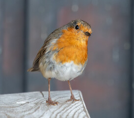 APerched Borin portrait