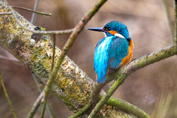 Eisvogel im Herbst auf einem Ast / Vogel / Kingfisher