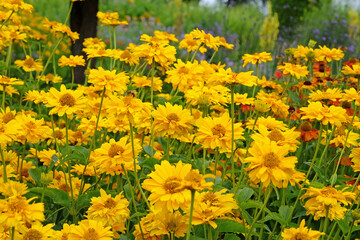 Yellow double Heliopsis helianthoides variety scabra, ‘Sommersonne’ or ‘Summer Sun’, false sunflower in flower.