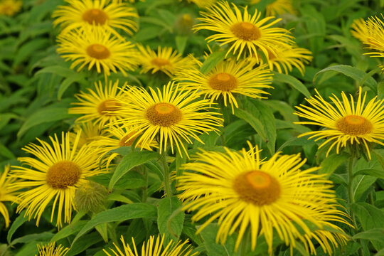 Bright yellow Inula hookeri, Hooker inula or Hooker's fleabane, in flower.