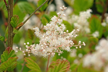 Cream Filipendula ulmaria, commonly known as meadowsweet or mead wort in flower.
