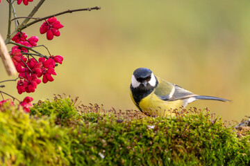 Kohlmeise im Herbst auf einem Ast mit roten Früchten / Vogel