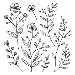 Minimal botanical graphic sketch drawing