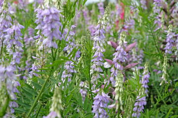 Purple Galega officinalis, or Goats Rue in flower.