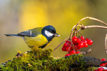 Kohlmeise im Herbst auf einem Ast mit roten Früchten / Vogel