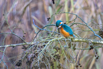 Eisvogel im Herbst auf einem Ast / Vogel / Kingfisher