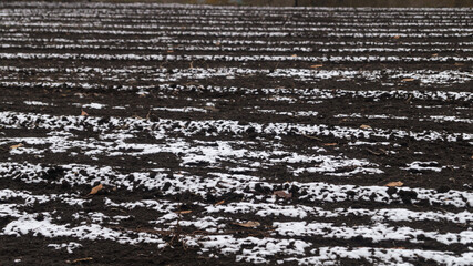 Plowed fields covered with yellow leaves and snow