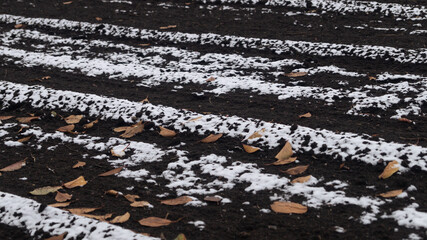 Plowed fields covered with yellow leaves and snow