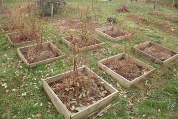 Blueberry bushes in raised beds in early fall in the garden..Fall foliage changes. Leaves are scattered around, reflecting the seasonal transition. Preparing plants for winter.