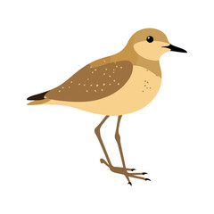 Flat vector illustration of a stylized Pacific golden plover with golden-brown body, small black beak, and short legs, minimalistic design, plain white background