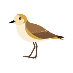 Flat vector illustration of a stylized Pacific golden plover with golden-brown body, small black beak, and short legs, minimalistic design, plain white background