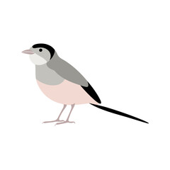 Flat vector illustration of a stylized long-tailed tit with soft gray body, pink accents, and long tail, minimalistic design, plain white background