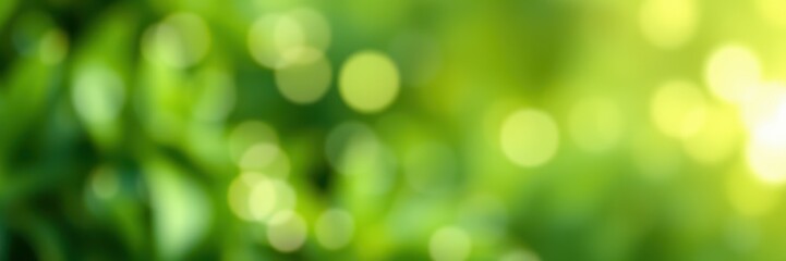 Soft green foliage illuminated by sunlight creates a serene, calming atmosphere in a natural setting