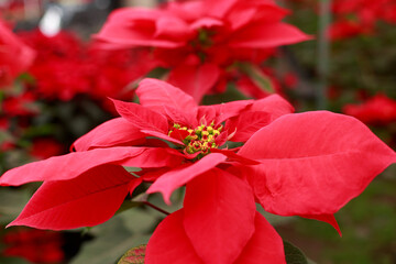 Poinsettia for the Christmas season