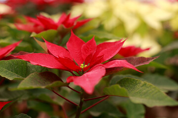 Poinsettia for the Christmas season