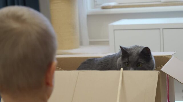 Child playing with domestic cat. Adult gray cat sitting in cardboard box and playing with little boy.