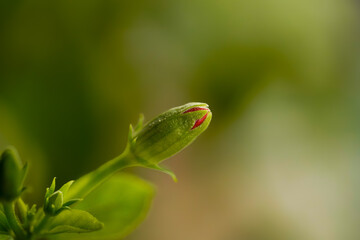 Promise of beauty unfolding soon