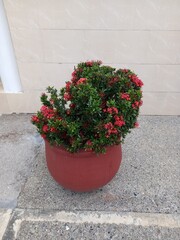 BEAUTIFUL POT WITH MANY FLOWERS