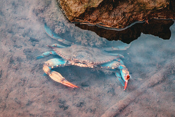 Large blue crab walking in shallow water near rock © EdNurg