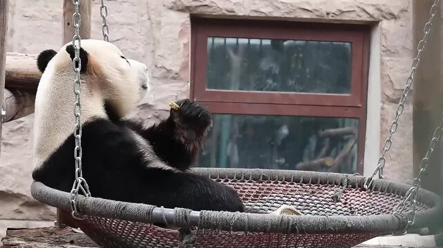 Close up Panda, Fu Xing, Beijing, China