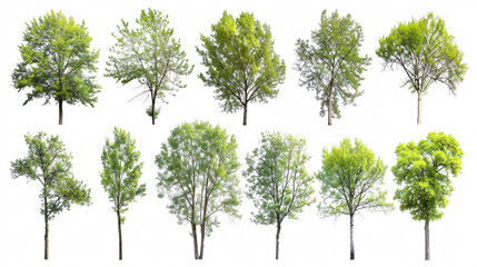 Collection of Cottonwood and Plane trees, beautifully isolated on a white background.