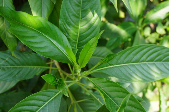 Closeup shot of green malabar nut leaves, Vasak also known as Malabar nut medicinal leaf, Green malabar nut medicinal leaves aka Basak