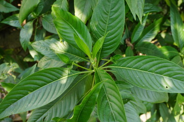 Closeup shot of green malabar nut leaves, Vasak also known as Malabar nut medicinal leaf, Green malabar nut medicinal leaves aka Basak