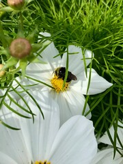 Bee on a flower