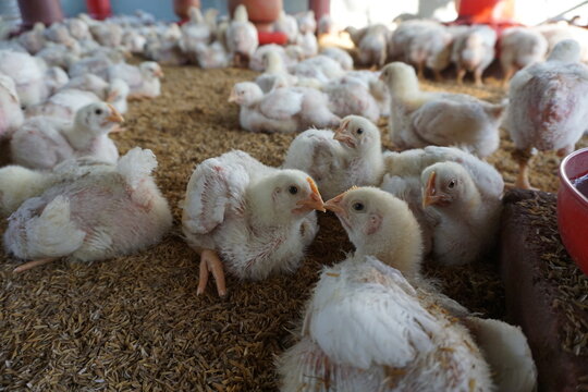 White small broiler chickens are being raised on a farm, A group of small broiler chickens on a poultry farm, Broiler chicks on a small poultry house