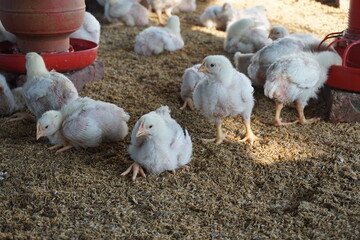 White small broiler chickens are being raised on a farm, A group of small broiler chickens on a poultry farm, Broiler chicks on a small poultry house
