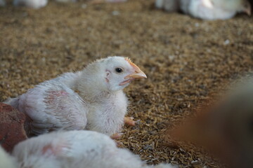 Closeup shot of little chickens in a broiler farm, Broiler chicken in a poultry farm, White poultry chicken in chicken farming business