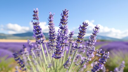 Naklejka premium Lavender fields in provencea soothing fragrance experience amidst vibrant nature landscapes
