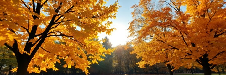 Fototapeta premium Vibrant autumn trees illuminated by sunlight in a serene park setting showcasing the beauty of nature in the fall season