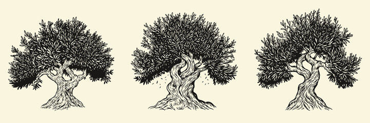 Hand draw olive, fruit or forest old tree isolated on white background. Vector illustration in engraving vintage style.
