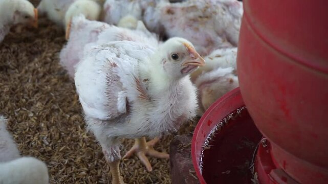 Chickens drinking water from a water pot on a poultry farm, A group of broiler chickens drinking water, A flock of yellow chicks drinking water from a drinker on a farm