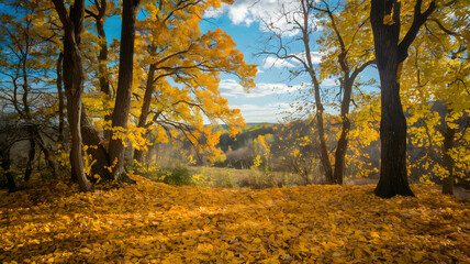 Fototapeta premium A scenic view of a forest with autumn foliage, featuring tall trees with yellow leaves and a distant mountain under a clear sky.